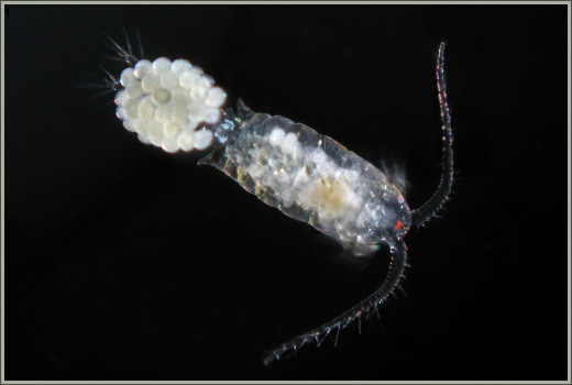 Copepod Diaptomus - Female