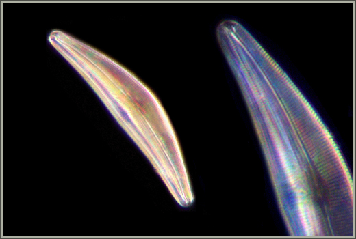 Diatom Cymbella