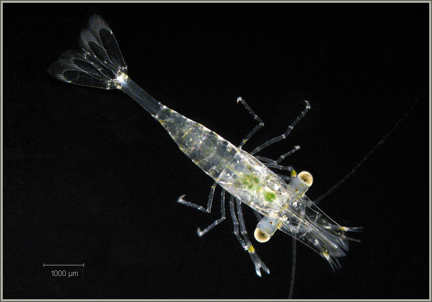 Palaemon elegans - Krewetka morska
