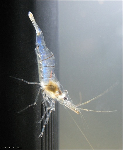 Krewetka Palaemon elegans