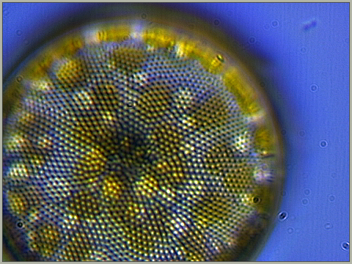 Diatom Stephanodiscus