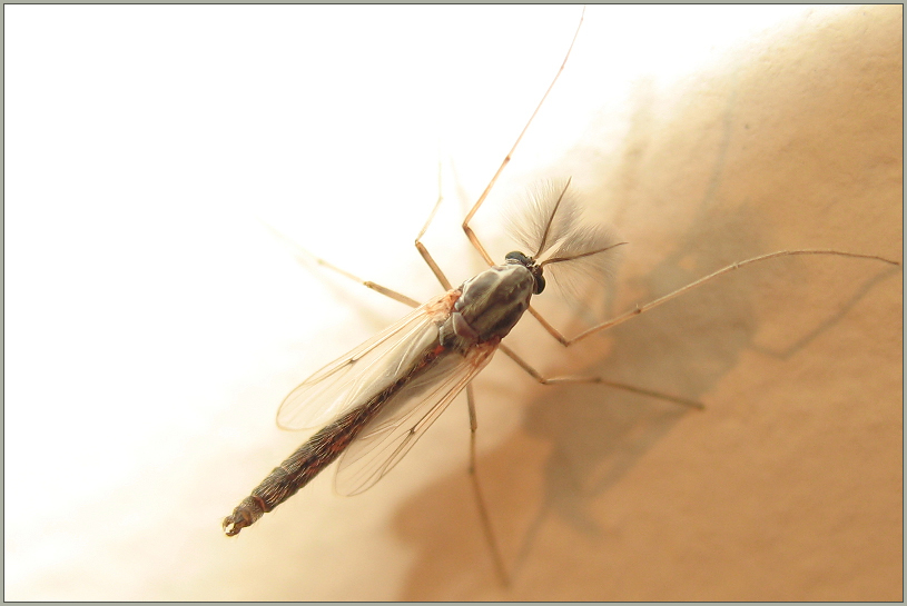 Samiec komara - chironomid midge (male)
