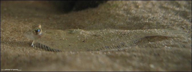 Stornia - Platichthys flesus